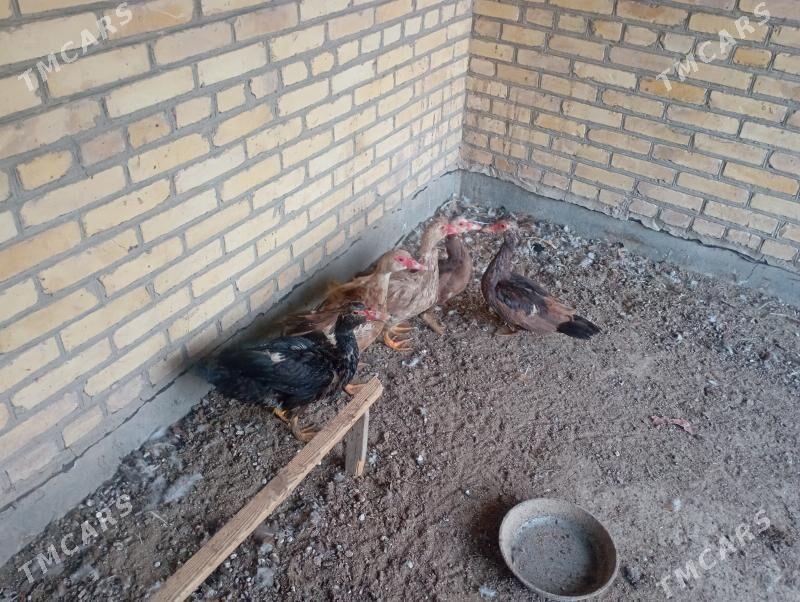 мускус ордеклер - Farap - img 1