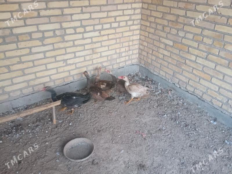 мускус ордеклер - Farap - img 3