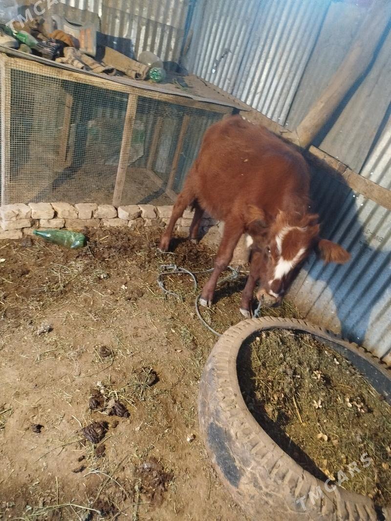 Saglyk sygyr - Sakar - img 4