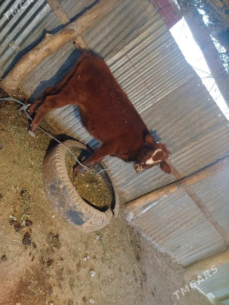 Saglyk sygyr - Sakar - img 5