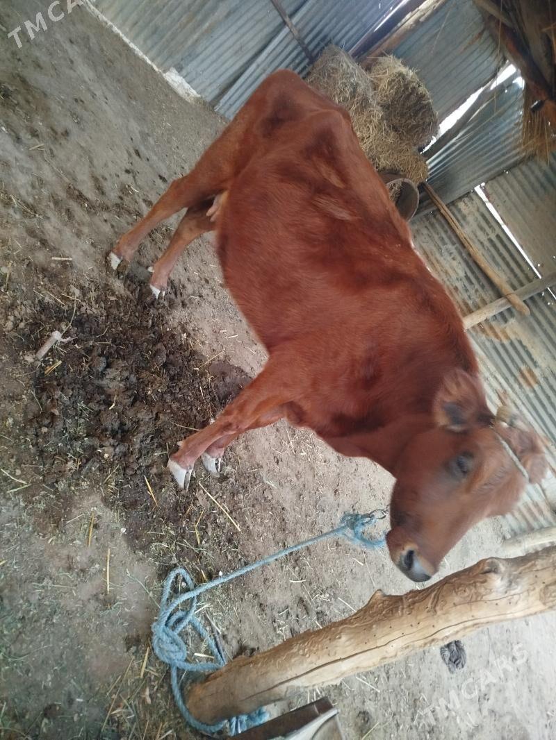 Saglyk sygyr - Sakar - img 2