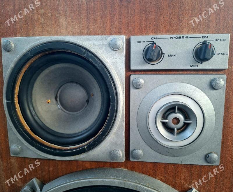 AMAMFITON 100 ac-022 - Кëши - img 2