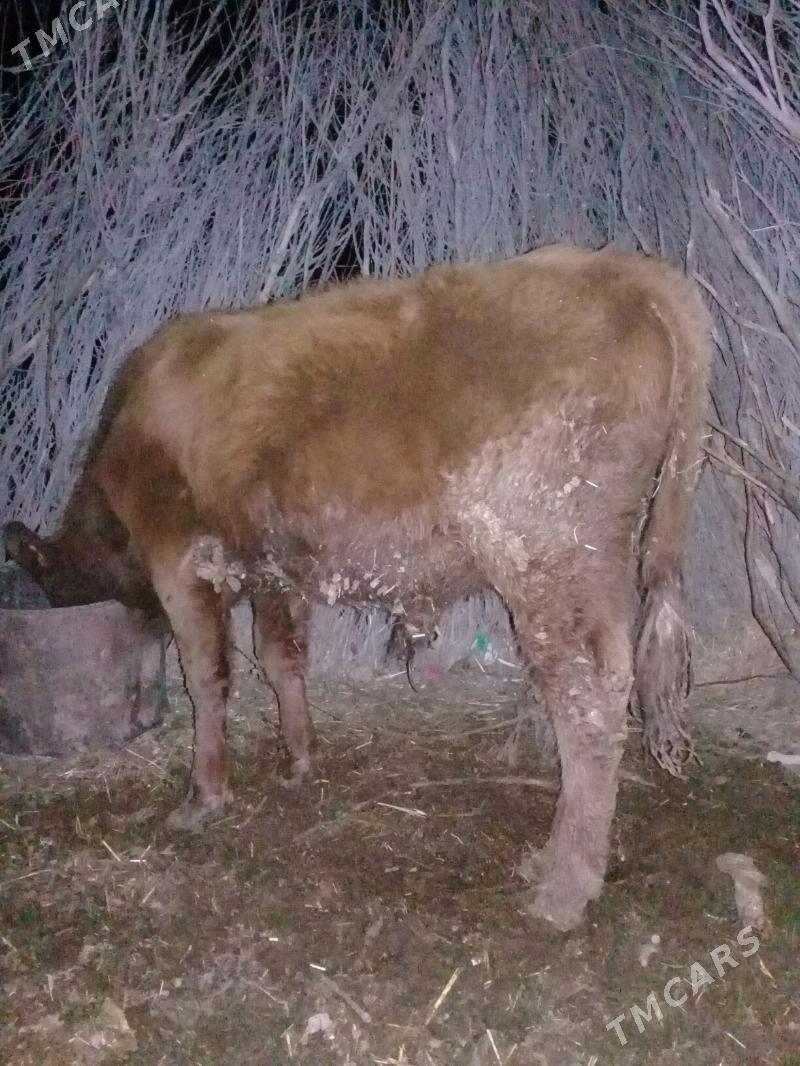 sygyr - Gyzylarbat - img 3