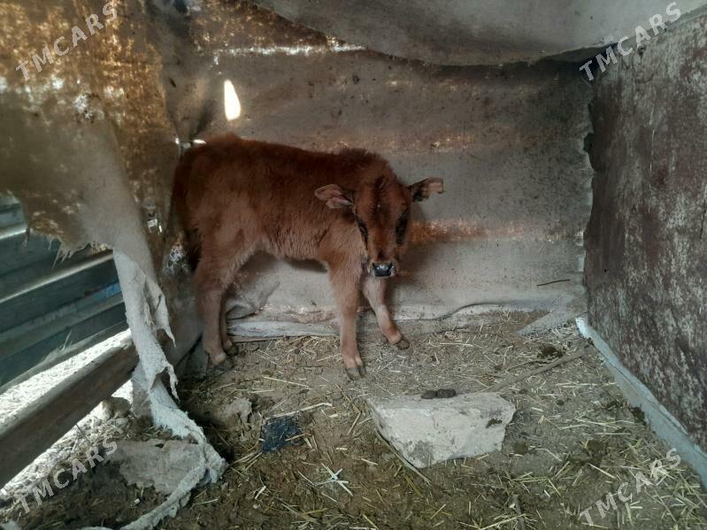 sygyr - Gyzylarbat - img 6