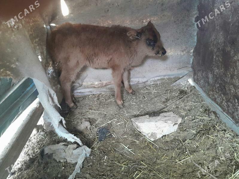 sygyr - Gyzylarbat - img 7