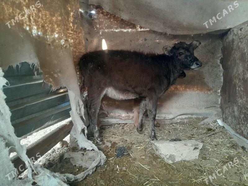 sygyr - Gyzylarbat - img 5