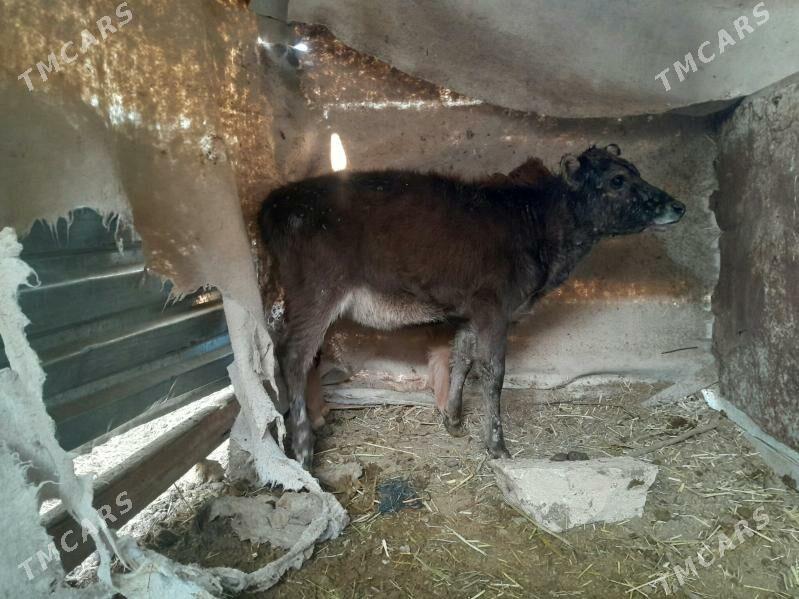 sygyr - Gyzylarbat - img 4