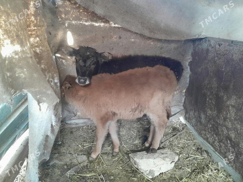 sygyr - Gyzylarbat - img 8