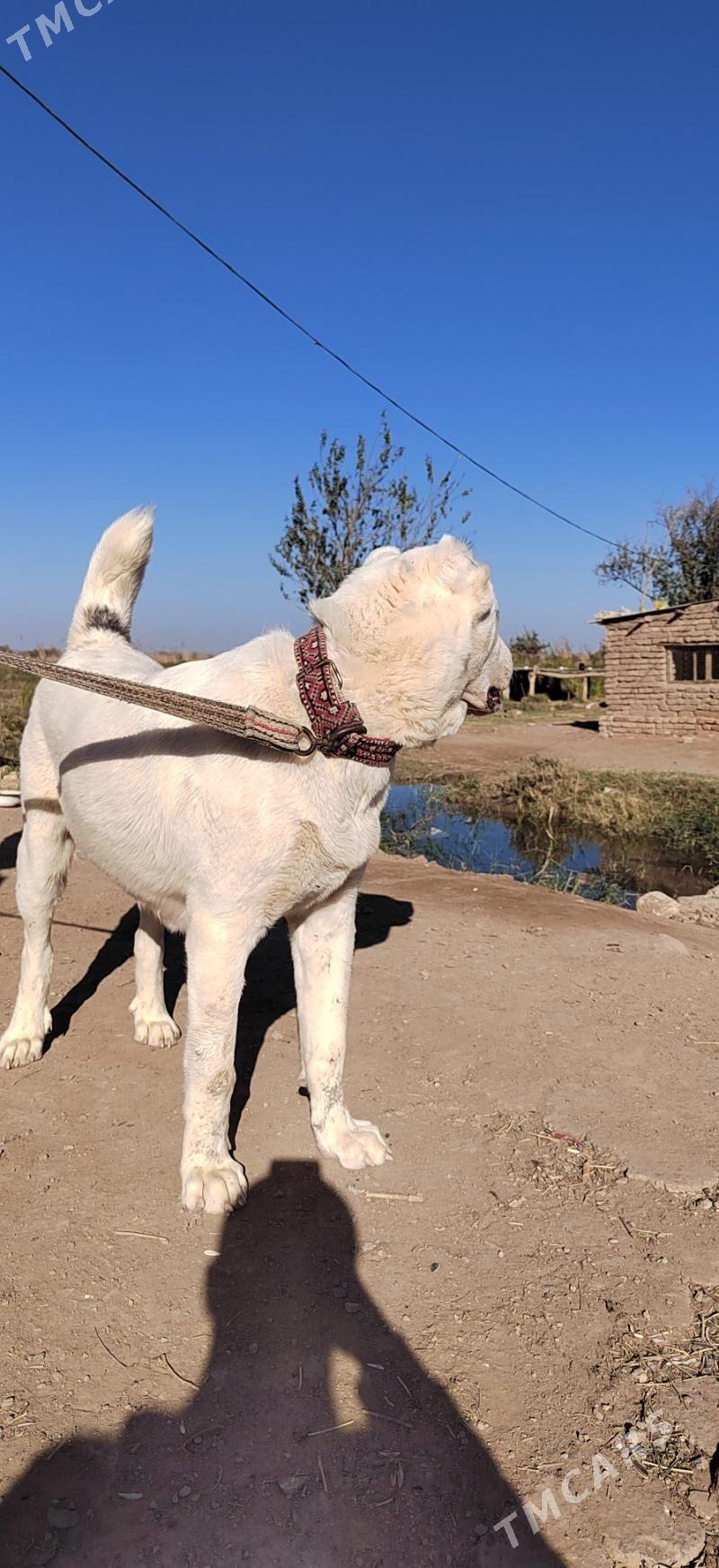 Tegmil - Серахс - img 3