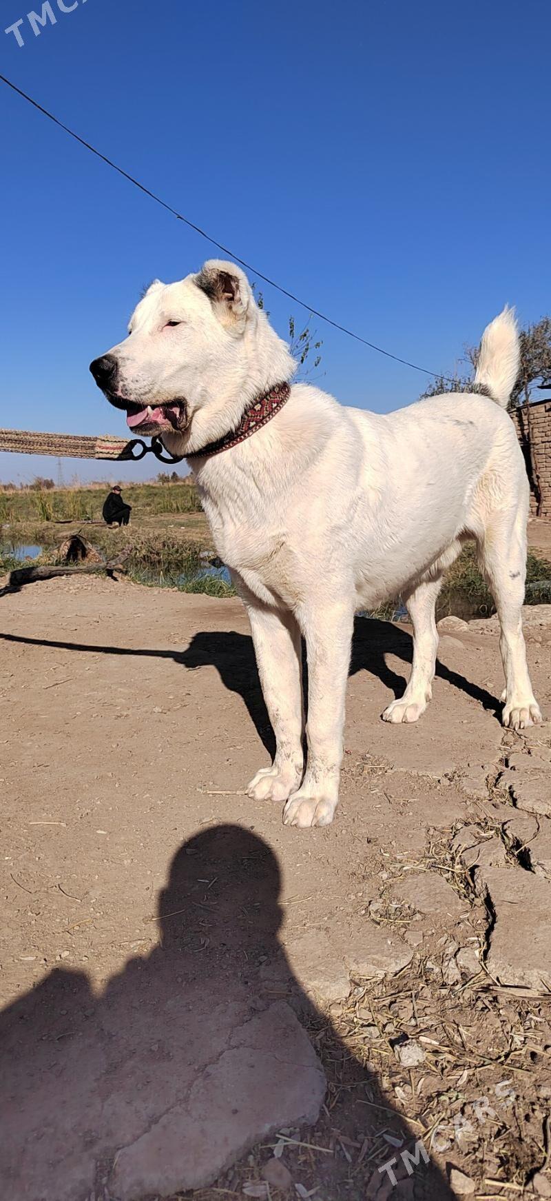 Tegmil - Серахс - img 2