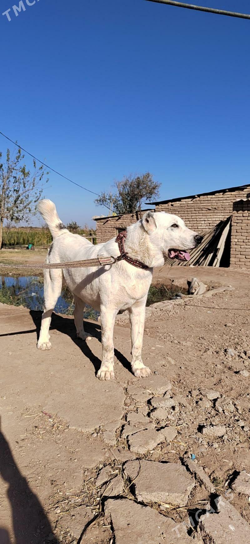 Tegmil - Серахс - img 4