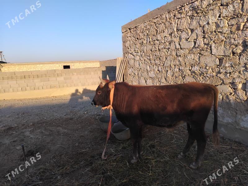 oküz - Гызыларбат - img 3