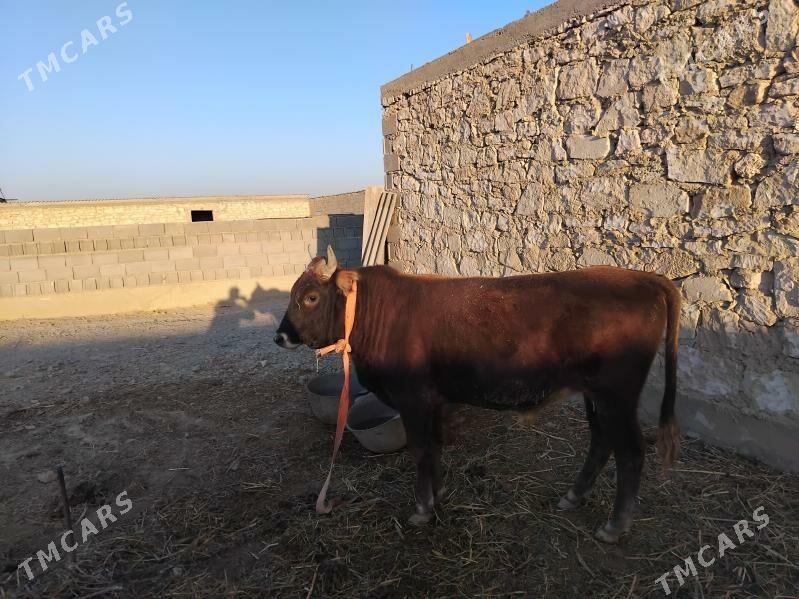 oküz - Гызыларбат - img 2