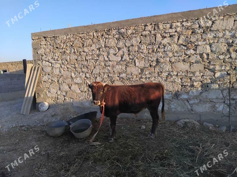 oküz - Гызыларбат - img 5