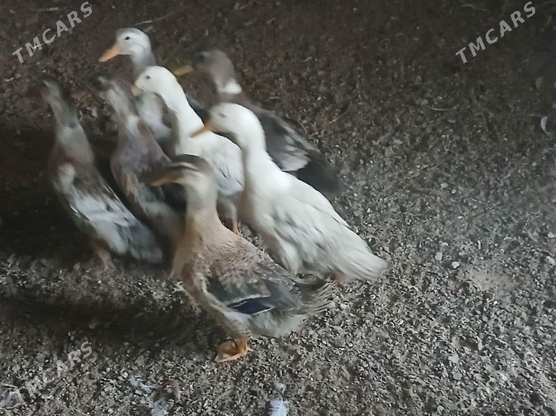 gak gak ördek - Aşgabat - img 2