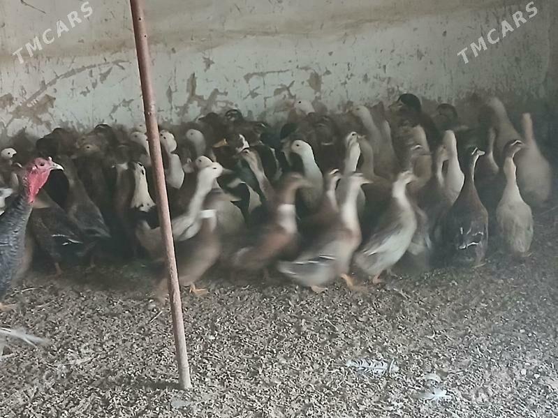 gak gak ördek - Aşgabat - img 4