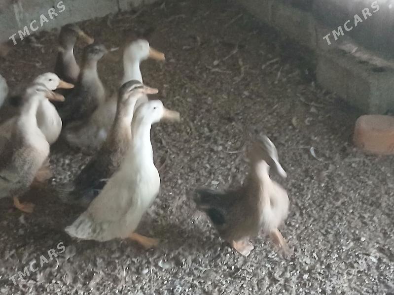 gak gak ördek - Aşgabat - img 3