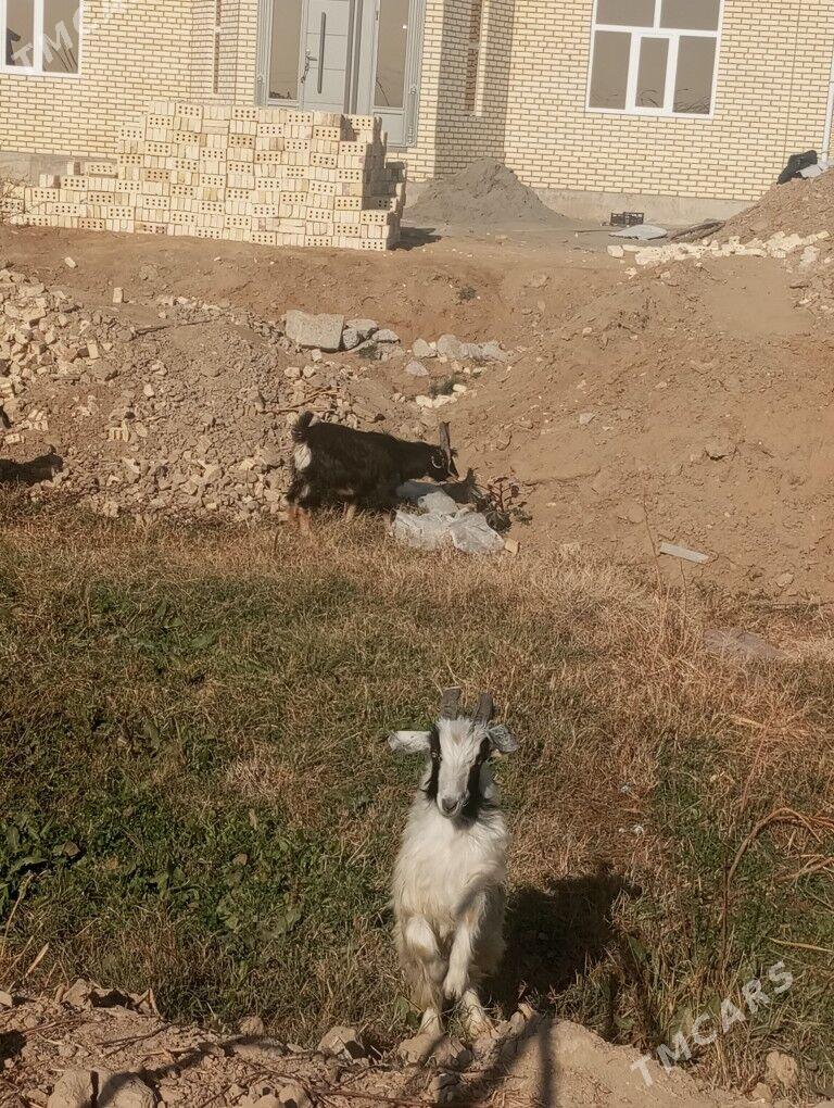 Çewiş - Мары - img 1