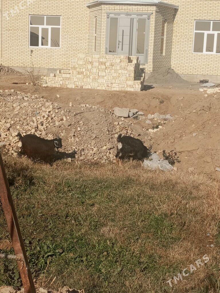 Çewiş - Мары - img 5