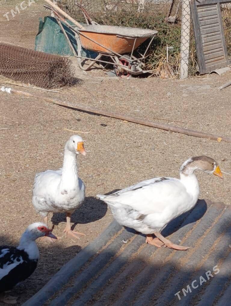 gus - Бузмеин - img 1