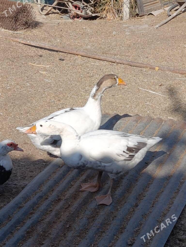 gus - Бузмеин - img 3