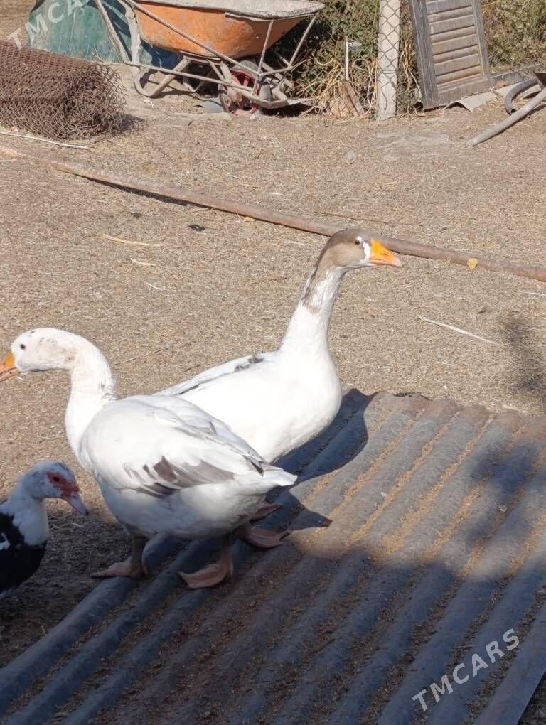 gus - Бузмеин - img 2