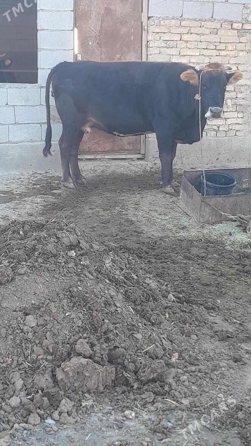 bogaz sygyr - Bäherden - img 3