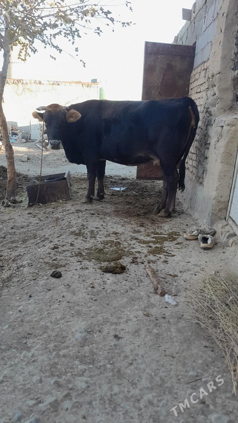 bogaz sygyr - Bäherden - img 5