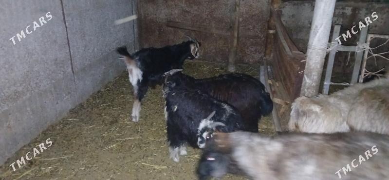 cewis - Херрикгала - img 4