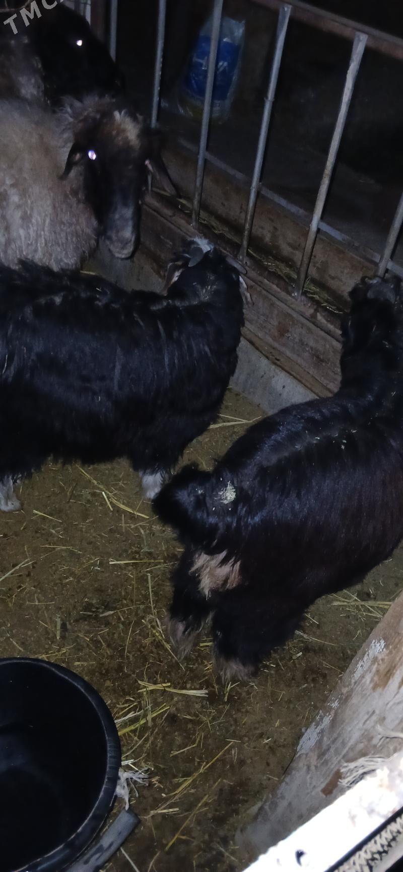 cewis - Херрикгала - img 3