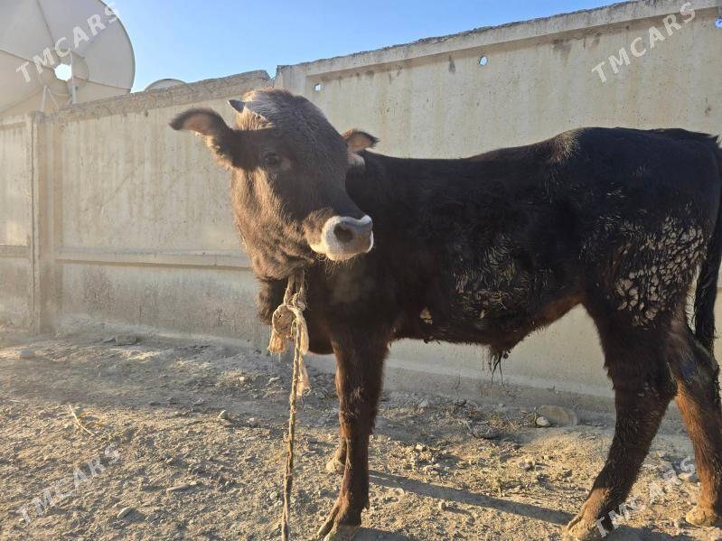 öküz - Bäherden - img 2