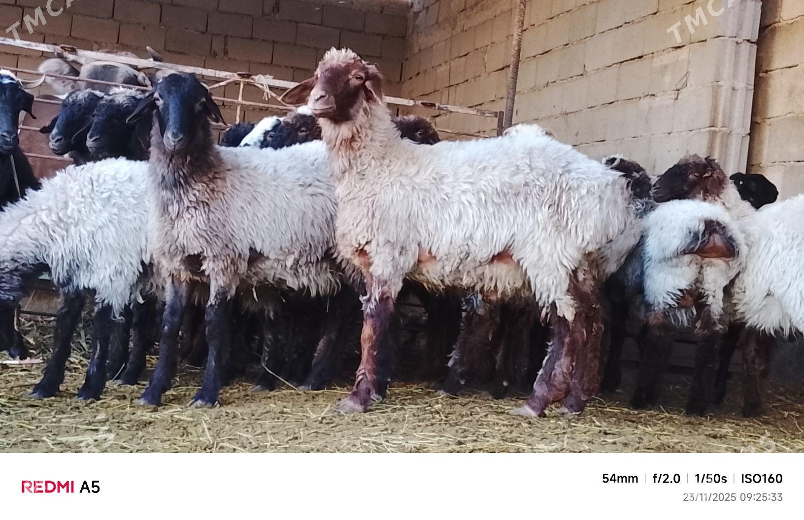 goýun toklu - Бузмеин - img 2