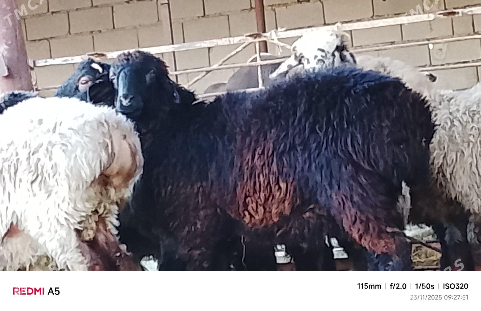 goýun toklu - Бузмеин - img 4