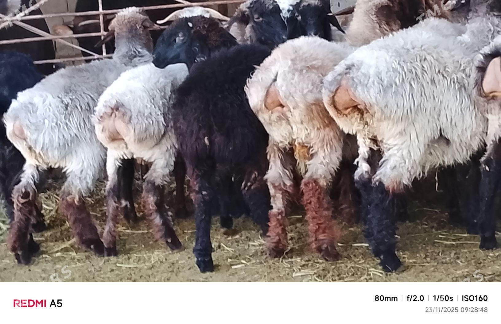 goýun toklu - Бузмеин - img 3