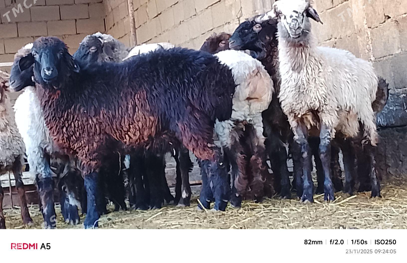 goýun toklu - Бузмеин - img 6