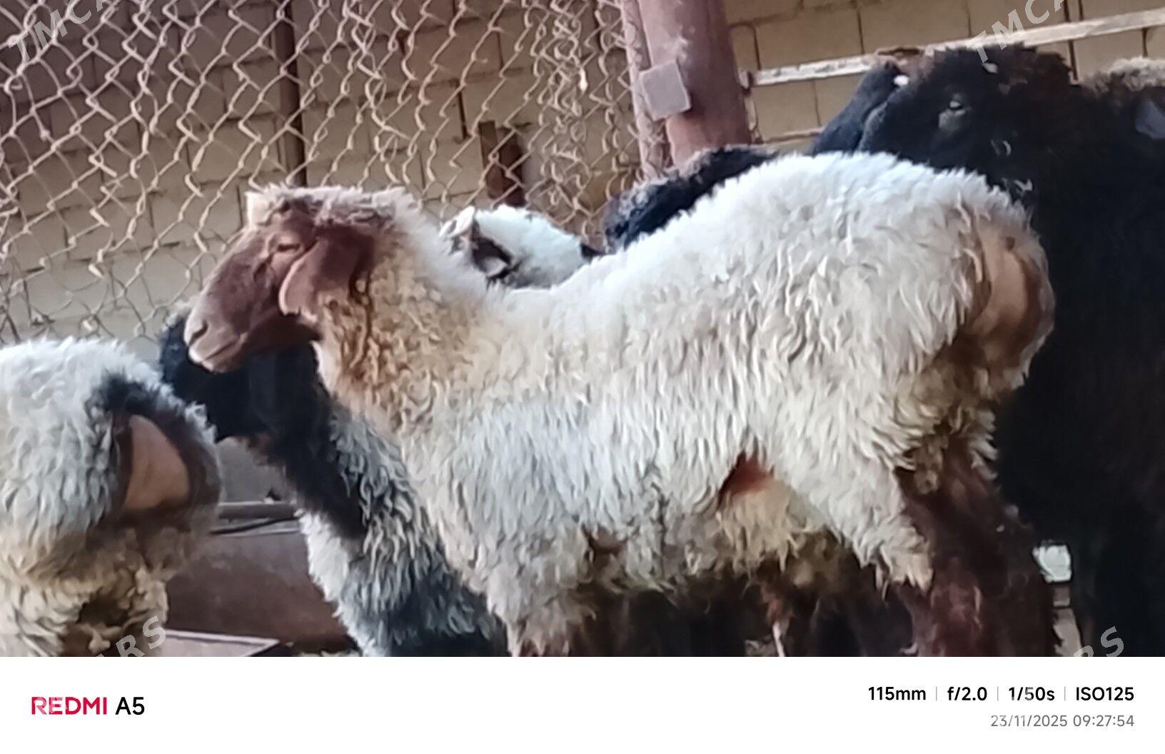 goýun toklu - Бузмеин - img 5