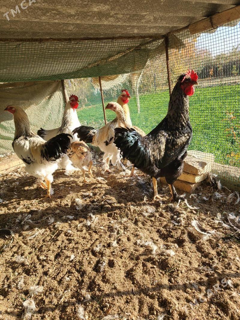 Towuk Horazlar - Dänew - img 1