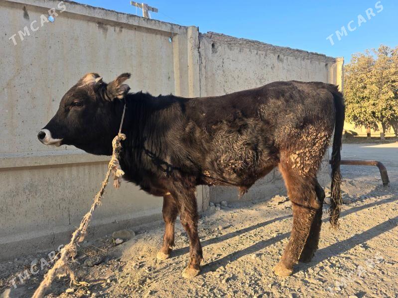 öküz - Bäherden - img 3