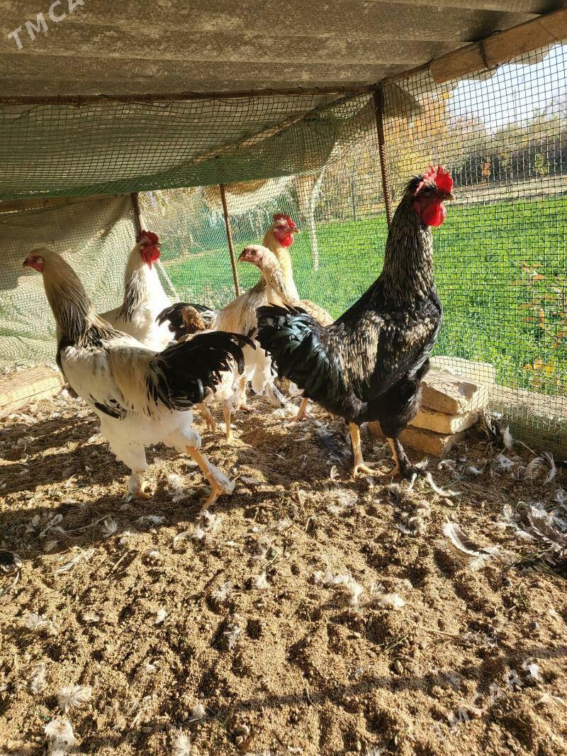 Towuk Horazlar - Dänew - img 2