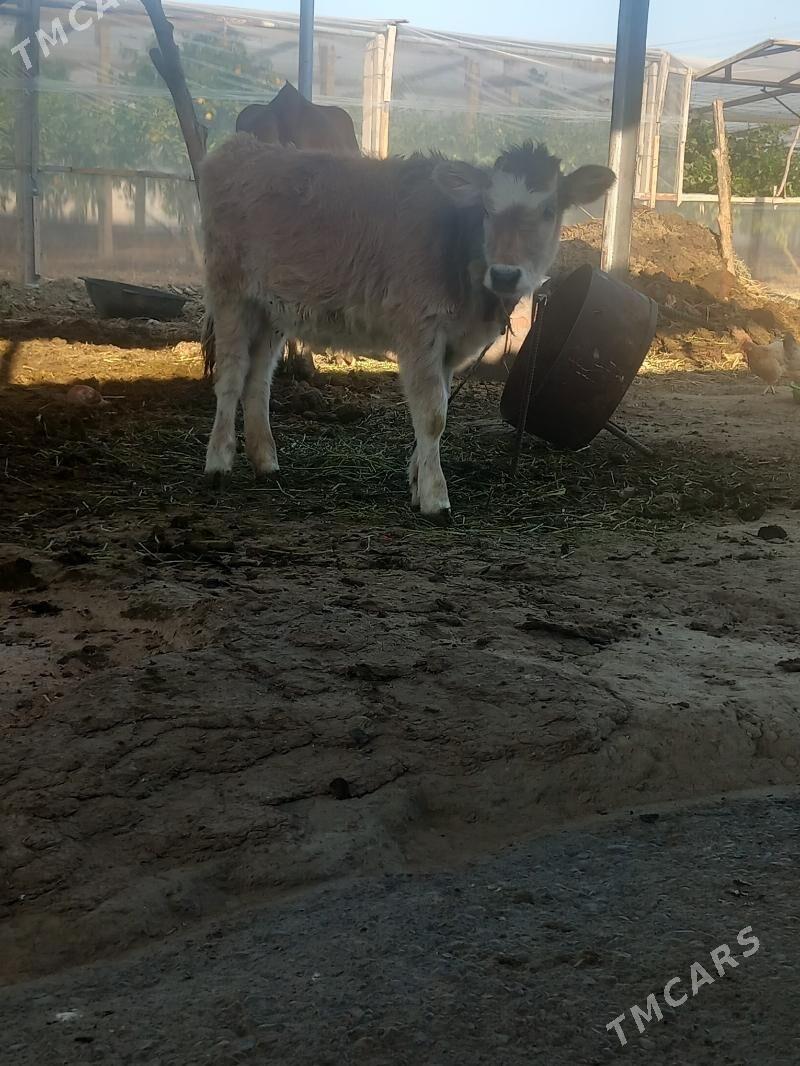 Tuwe - Гёкдепе - img 2