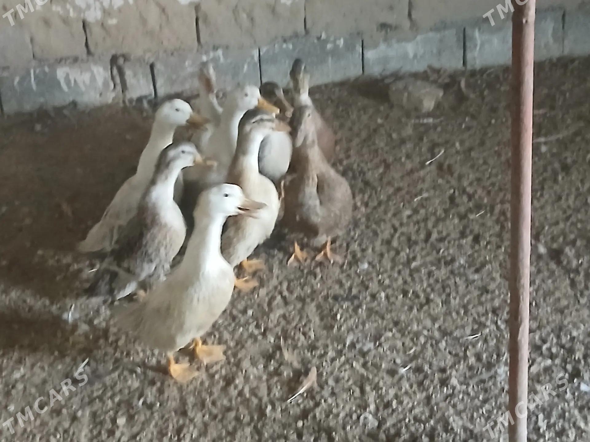 Ordek gak gak - Гызыларбат - img 2