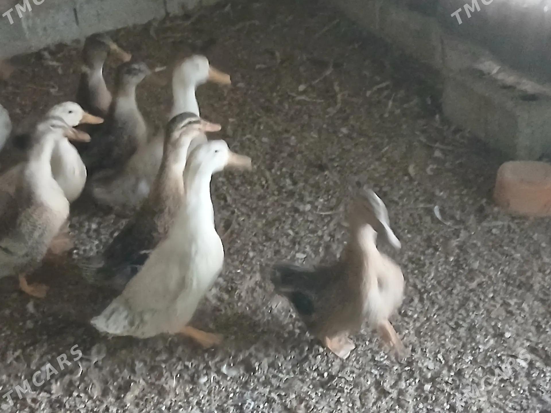 Ordek gak gak - Гызыларбат - img 1