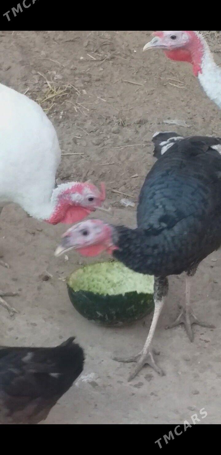 İñduk - Теджен - img 3