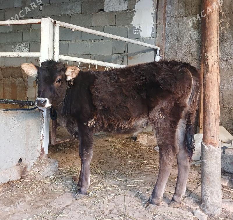 GÕLE - Büzmeýin - img 4