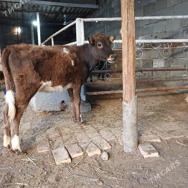 GÕLE - Büzmeýin - img 2