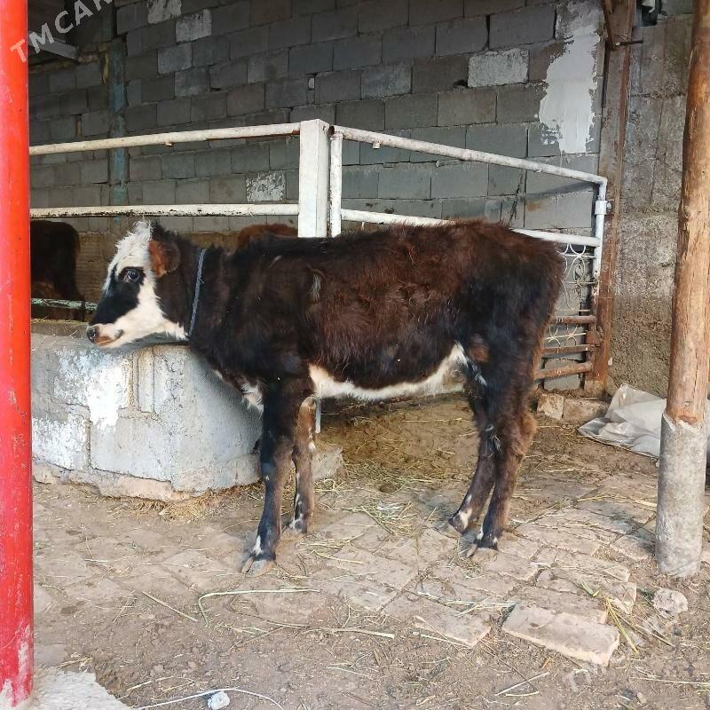 GÕLE - Büzmeýin - img 3