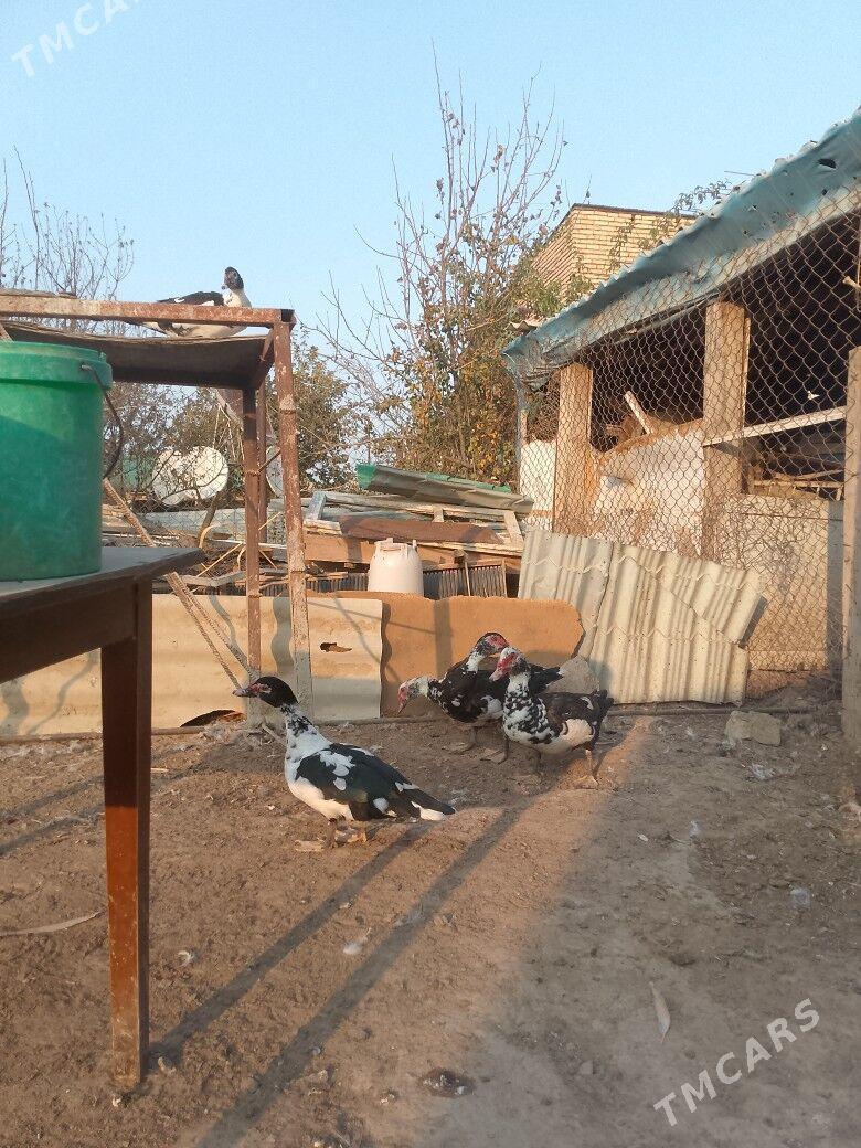 satlyk indautka - Änew - img 1