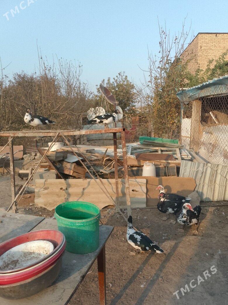 satlyk indautka - Änew - img 2