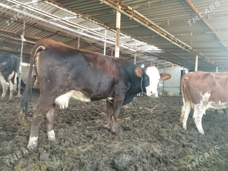 sygyr - Aşgabat - img 3