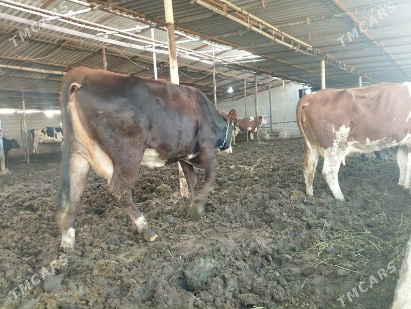 sygyr - Aşgabat - img 2